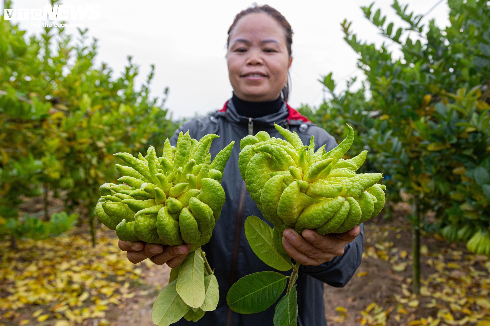 Tất bật thu hoạch, người dân trồng phật thủ ở Hà Nội bội thu - Ảnh 13.