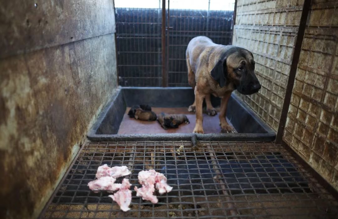 Nóng: Hàn Quốc chính thức cấm thịt chó, người vi phạm có thể ngồi tù hoặc lĩnh án phạt gần 600 triệu đồng - Ảnh 1.