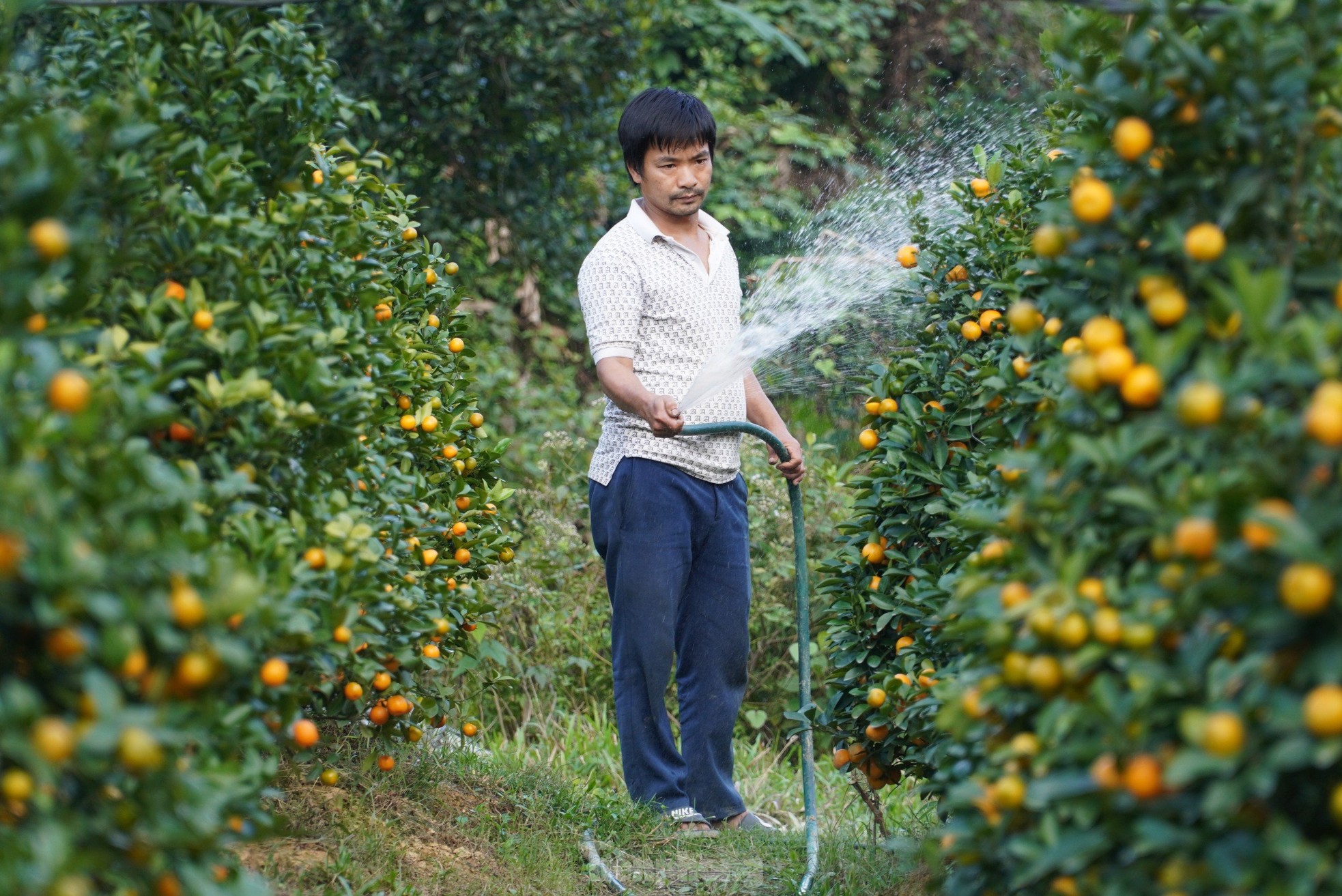 Mê mẩn vườn quất xứ Bắc trồng trên núi Hà Tĩnh của chàng kỹ sư bỏ phố về quê - Ảnh 3.