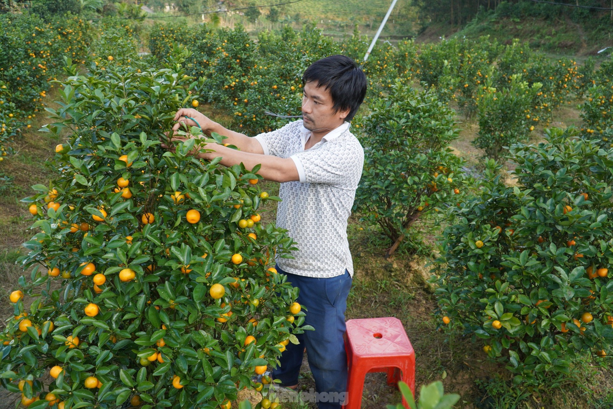 Mê mẩn vườn quất xứ Bắc trồng trên núi Hà Tĩnh của chàng kỹ sư bỏ phố về quê - Ảnh 5.