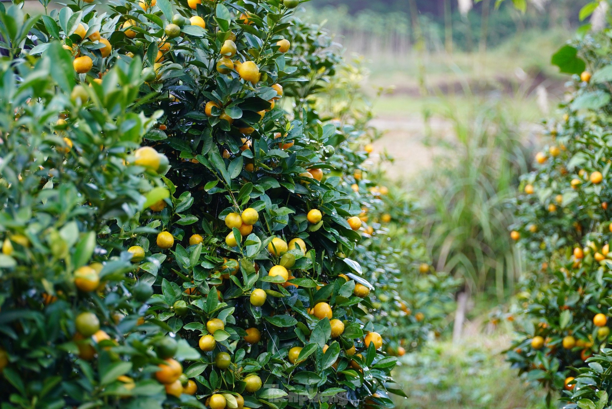 Mê mẩn vườn quất xứ Bắc trồng trên núi Hà Tĩnh của chàng kỹ sư bỏ phố về quê - Ảnh 11.