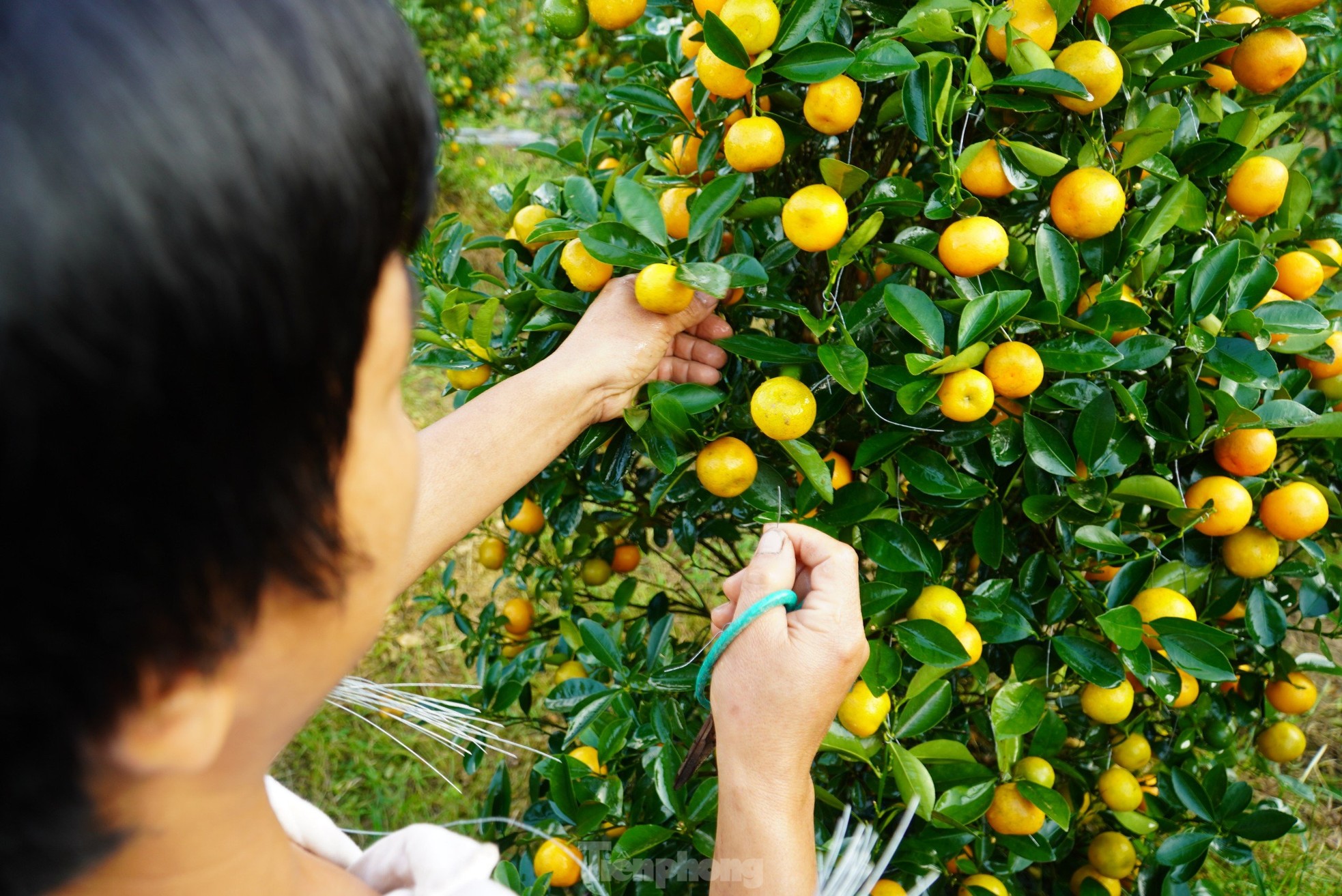 Mê mẩn vườn quất xứ Bắc trồng trên núi Hà Tĩnh của chàng kỹ sư bỏ phố về quê - Ảnh 7.