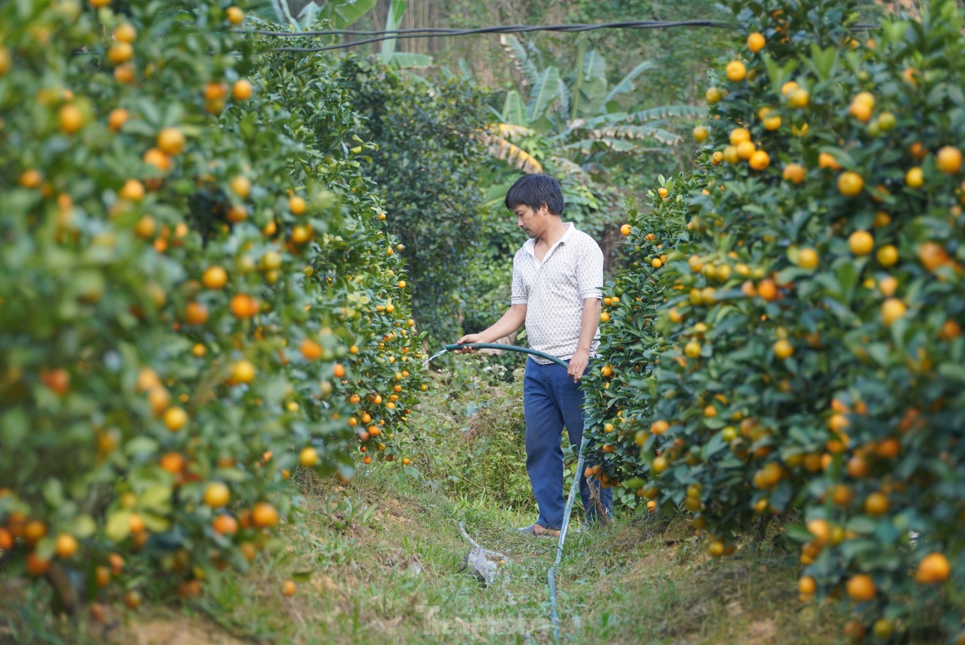 Mê mẩn vườn quất xứ Bắc trồng trên núi Hà Tĩnh của chàng kỹ sư bỏ phố về quê - Ảnh 1.