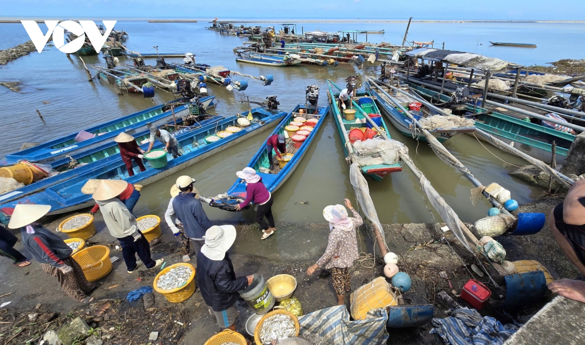 Người dân Cà Mau kiếm 2-3 triệu đồng/ngày nhờ khai thác ruốc biển- Ảnh 1.