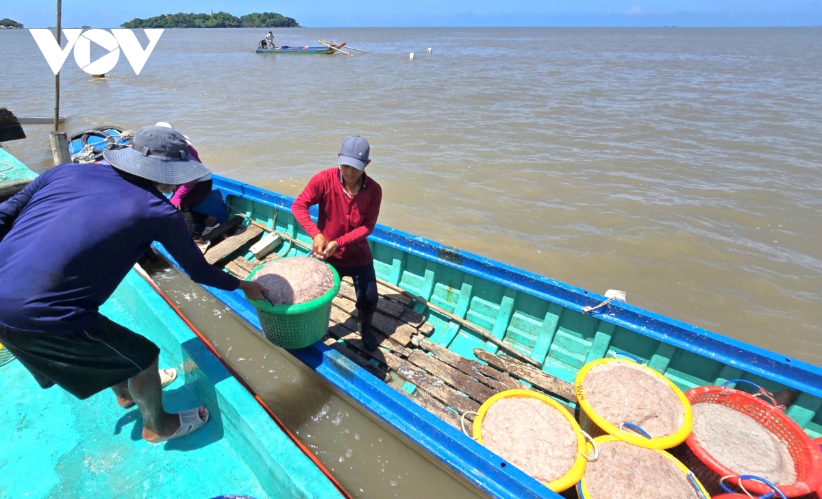 Người dân Cà Mau kiếm 2-3 triệu đồng/ngày nhờ khai thác ruốc biển- Ảnh 7.