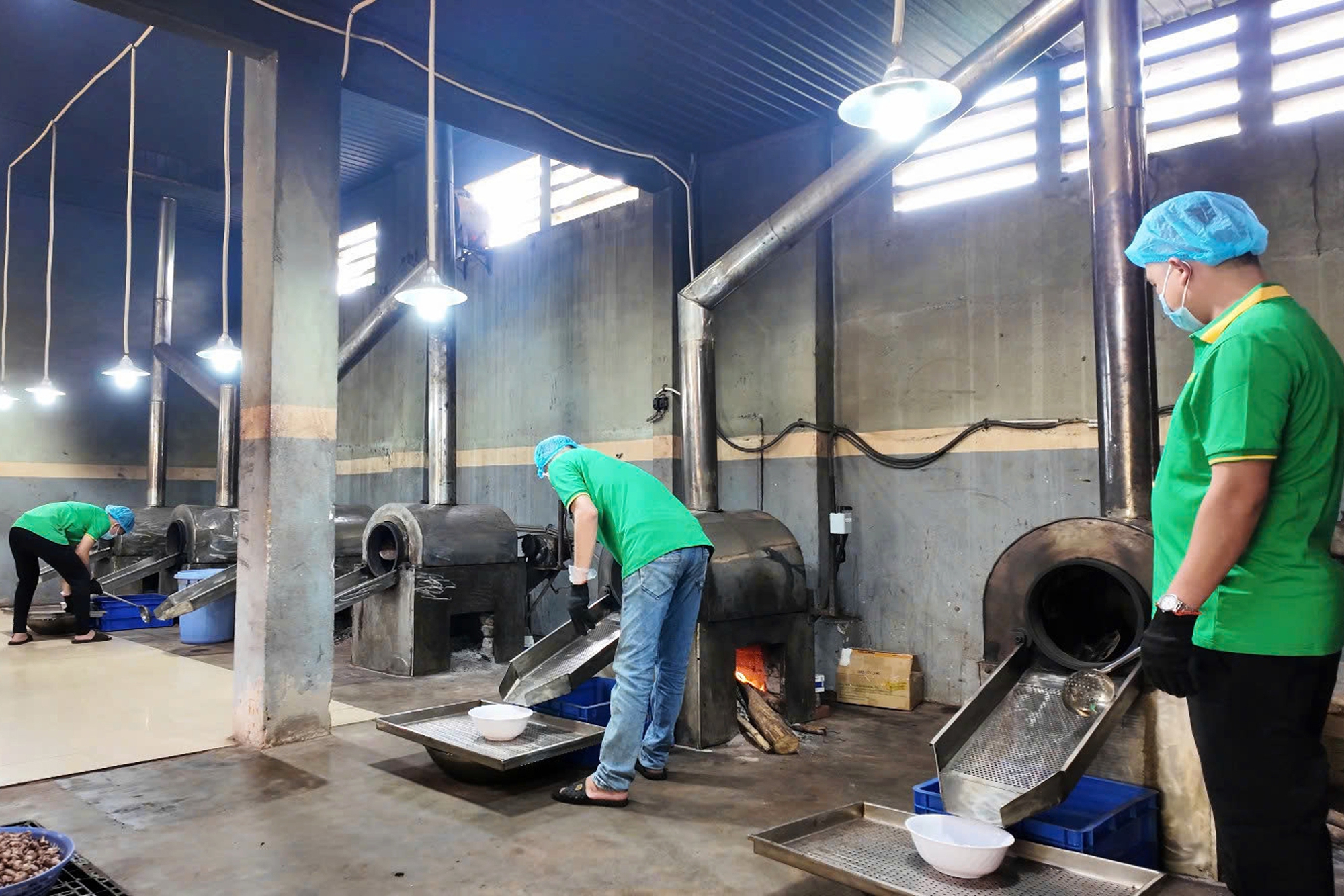 Đưa một loại hạt chinh phục thị trường thế giới, anh nông dân Đưa một loại hạt chinh phục thị trường thế giới, anh nông dân