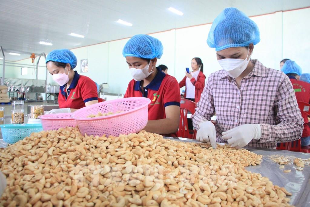 Đưa loại “hạt quý” chinh phục thị trường thế giới, anh nông dân thu lãi 250 tỷ đồng/năm- Ảnh 1. Đưa loại “hạt quý” chinh phục thị trường thế giới, anh nông dân thu lãi 250 tỷ đồng/năm- Ảnh 1.