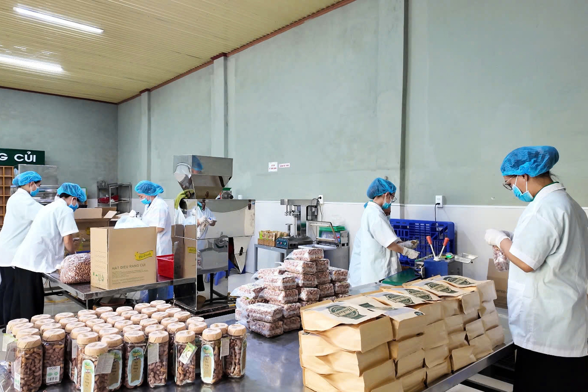 Đưa một loại hạt chinh phục thị trường thế giới, anh nông dân Đưa một loại hạt chinh phục thị trường thế giới, anh nông dân