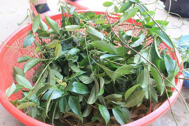 Cây mọc hoang khi xưa giờ thành đặc sản: Nấu với thịt trâu thơm ngon, đậm đà, ăn một lần là mê- Ảnh 1. Cây mọc hoang khi xưa giờ thành đặc sản: Nấu với thịt trâu thơm ngon, đậm đà, ăn một lần là mê- Ảnh 1.