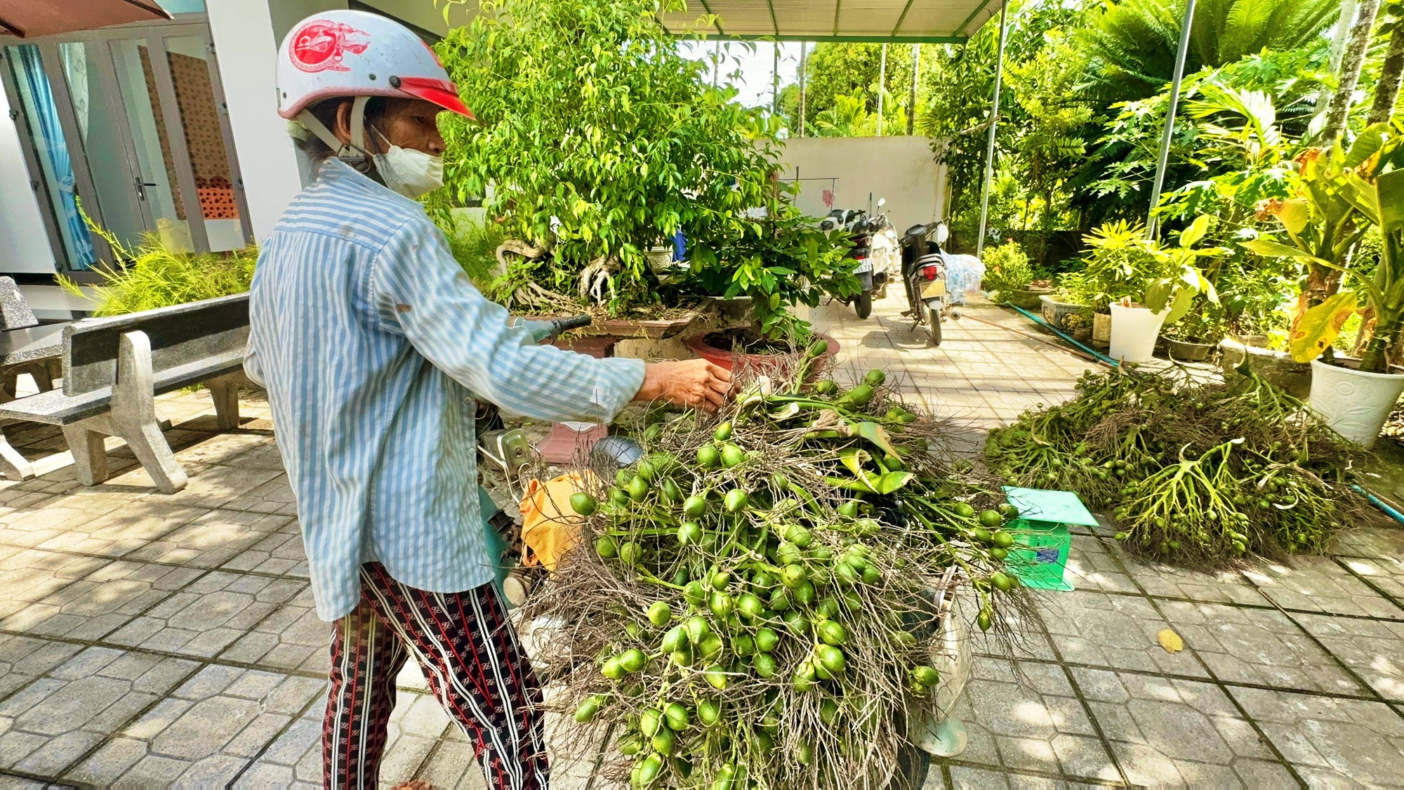 Quảng Ngãi: Giá cau cao kỷ lục, "trăm năm mới có một lần"- Ảnh 1.