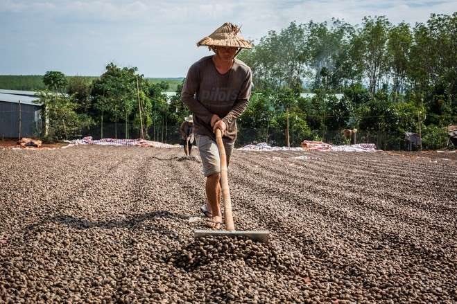 drying-the-raw-cashew-nut1-1728628699494-17286286996771926252829.jpg