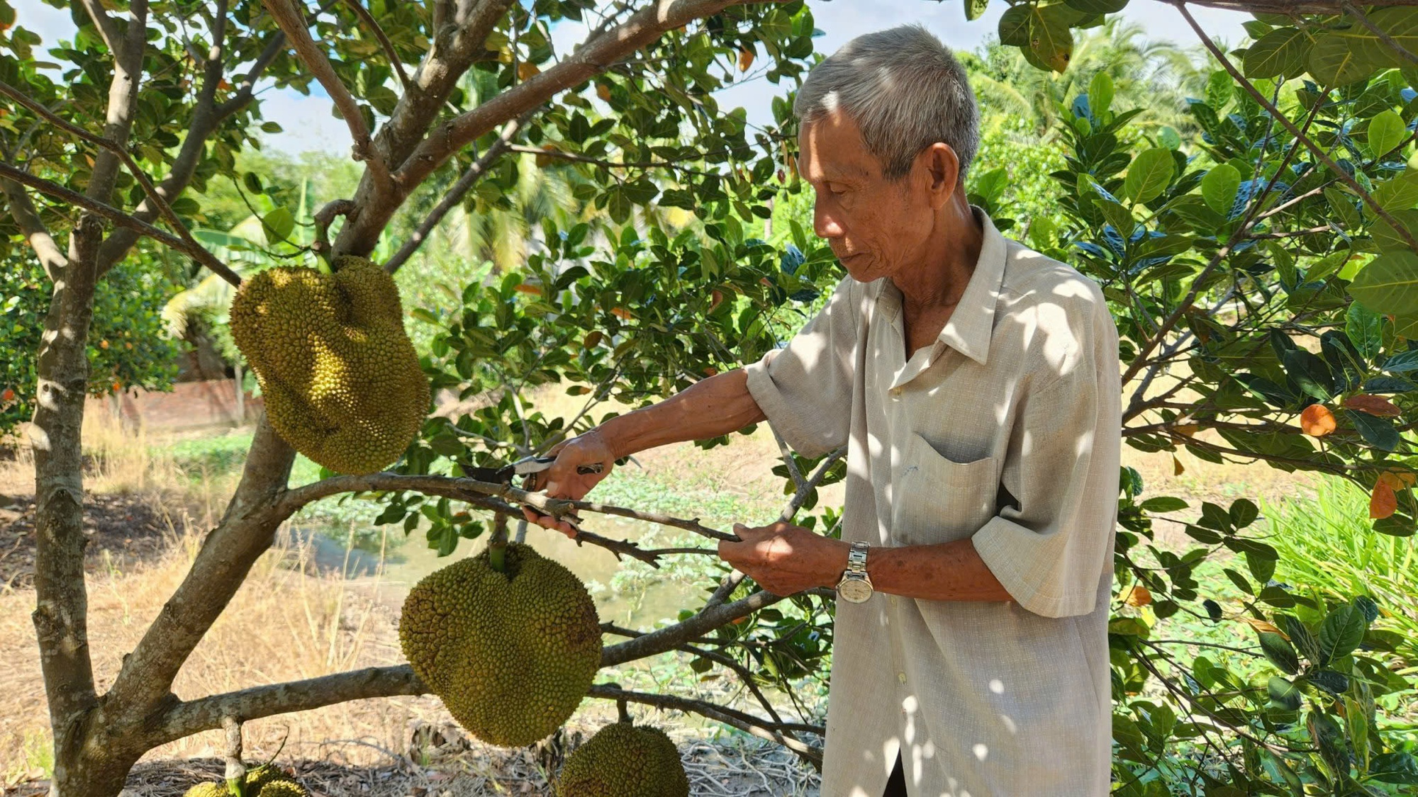 Cần Thơ: Nông dân 75 tuổi thu nhập hơn 1 tỉ đồng/năm nhờ giống mít 