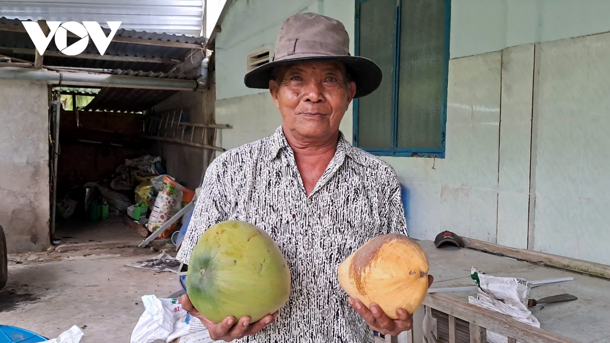 Đặc sản dừa sáp tăng giá, nhiều nông dân Khmer ở Trà Vinh khấm khá- Ảnh 3.