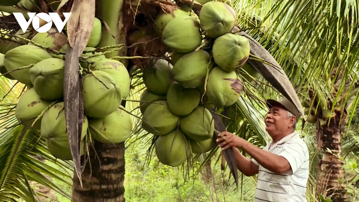 Đặc sản dừa sáp tăng giá, nhiều nông dân Khmer ở Trà Vinh khấm khá- Ảnh 1.