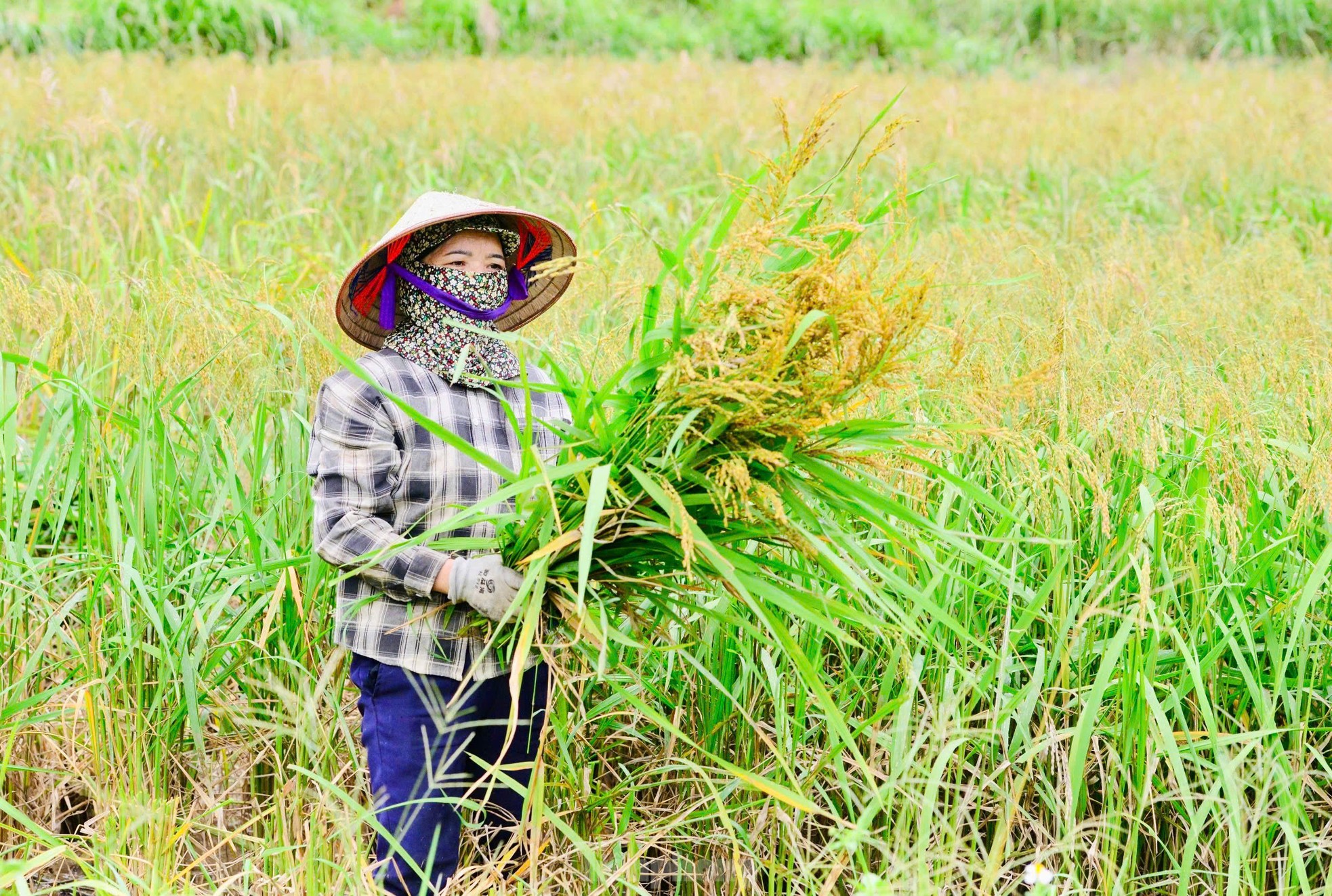 Mê mẩn khung cảnh tuyệt đẹp ở chân núi Tây Côn Lĩnh- Ảnh 9.