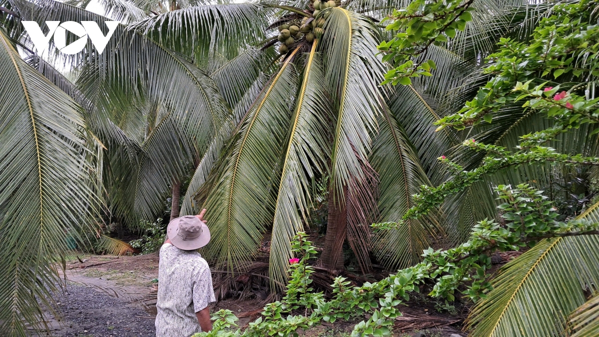 Đặc sản dừa sáp tăng giá, nhiều nông dân Khmer ở Trà Vinh khấm khá- Ảnh 2.