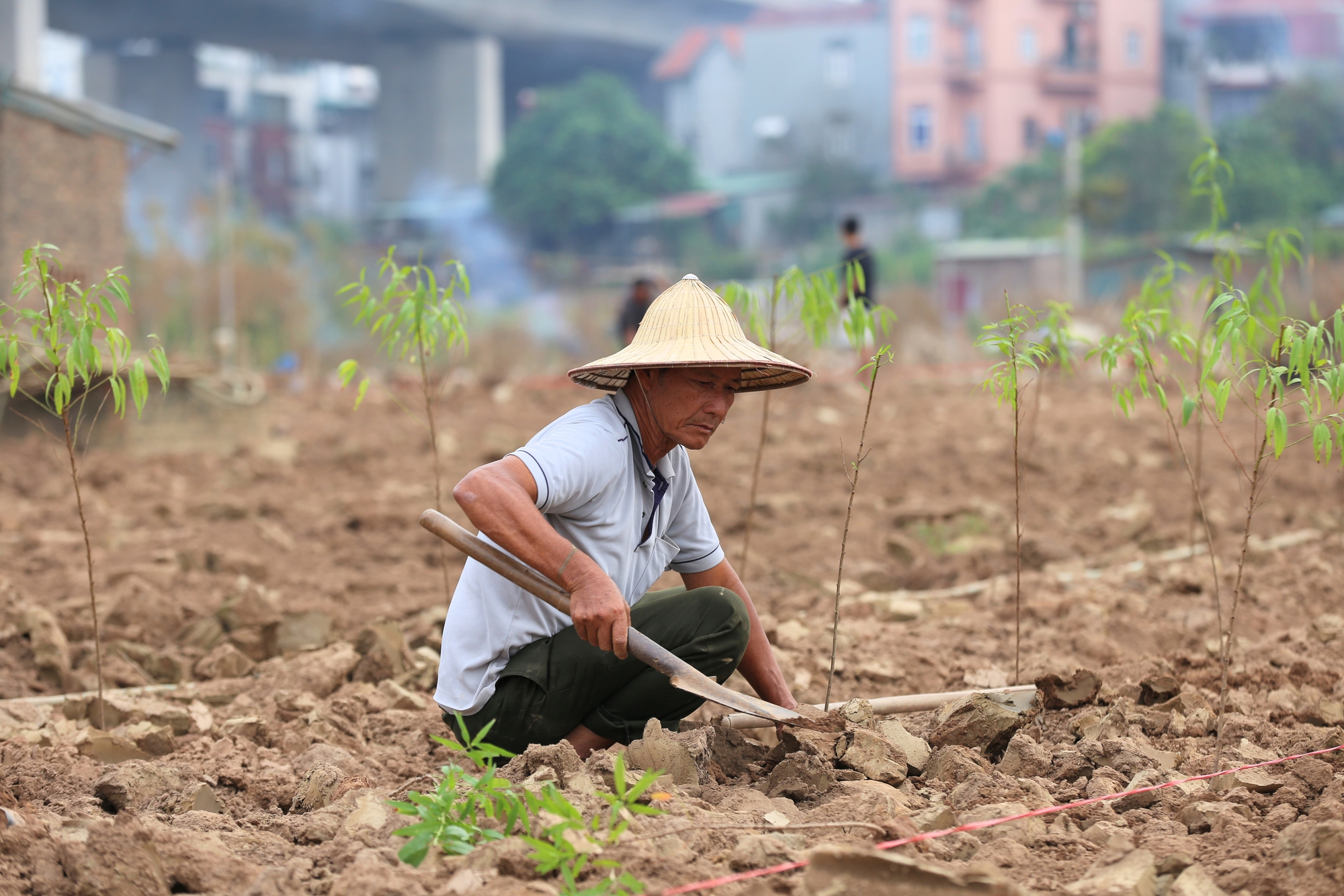 Trắng tay sau lũ vì những cành đào chết khô, người dân Nhật Tân giờ phải... trồng rau, hoa cúc để bán Tết- Ảnh 7.