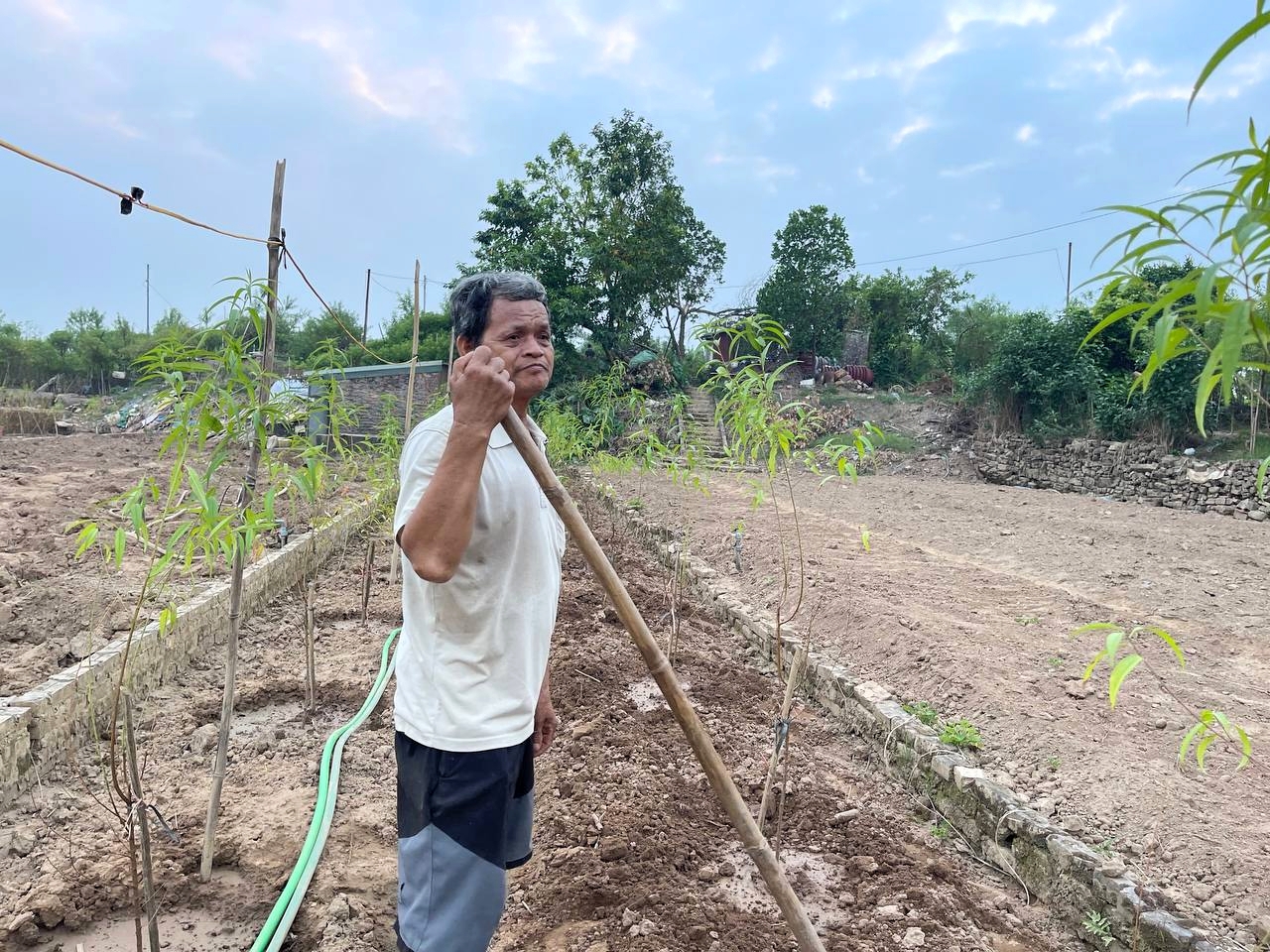 Trắng tay sau lũ vì những cành đào chết khô, người dân Nhật Tân giờ phải... trồng rau, hoa cúc để bán Tết- Ảnh 20.