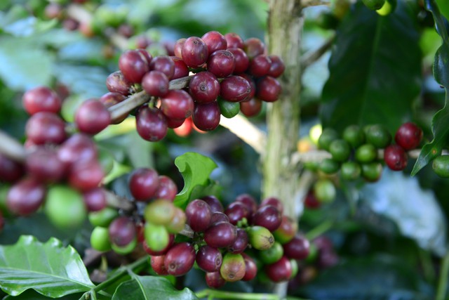 Cà phê Robusta, Arabica đồng loạt tăng giá sốc- Ảnh 1.