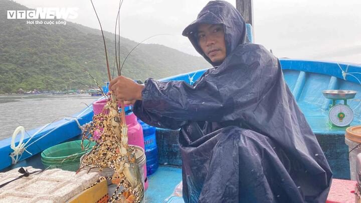 Thương lái bất ngờ không mua tôm hùm to, thủ phủ Phú Yên, Khánh Hòa điêu đứng- Ảnh 1.