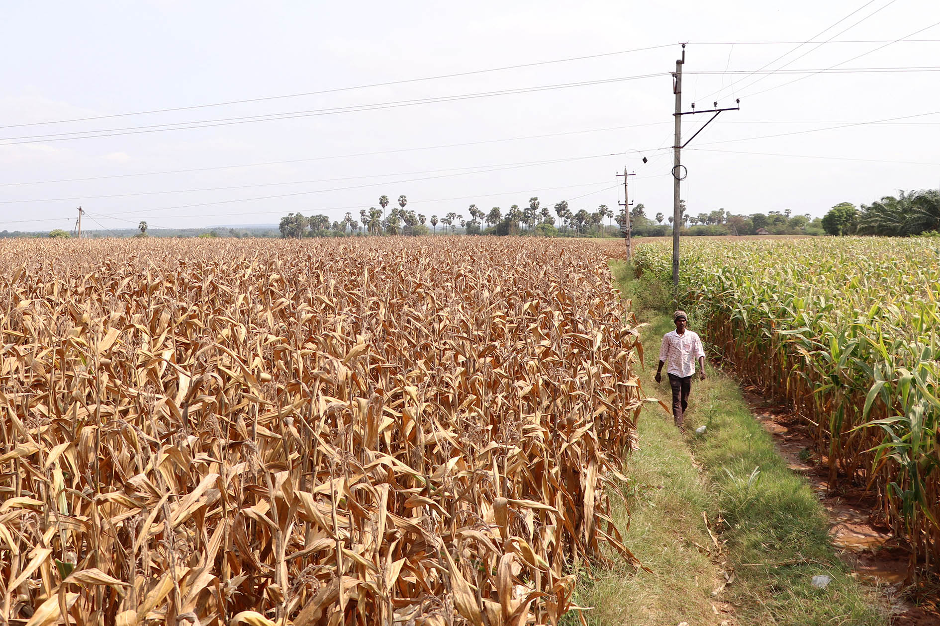 Một cánh đồng ngô ở bang Andhra Pradesh - Ấn Độ hồi tháng 4-2024Ảnh: Reuters