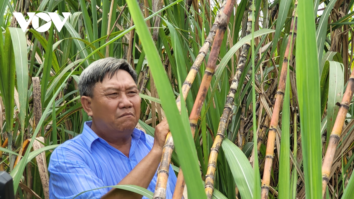 Nông dân Hậu Giang ăn, ngủ không yên vì lo mía không bán được, giá thấp- Ảnh 3.