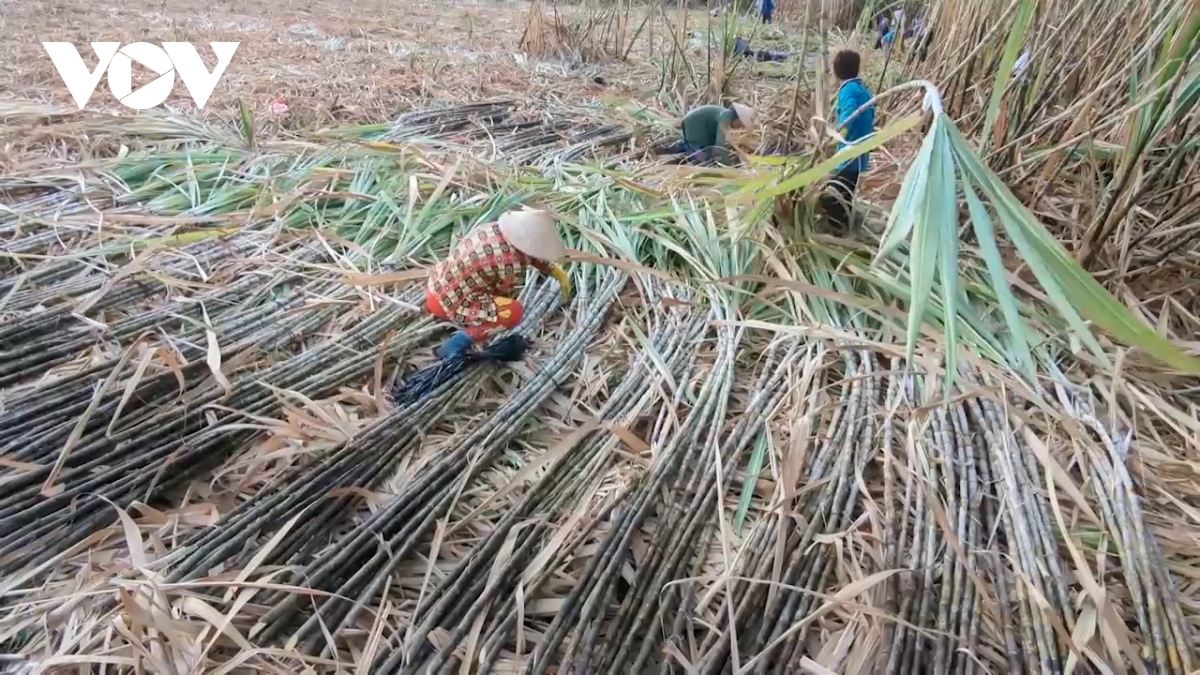 Nông dân Hậu Giang ăn, ngủ không yên vì lo mía không bán được, giá thấp- Ảnh 4.