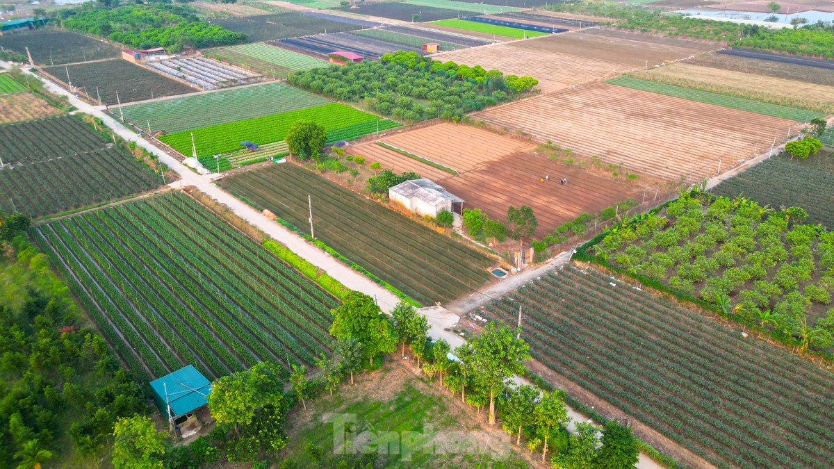 Nông dân làng hoa Mê Linh mất mùa 20/10, 'mót' từng bông hồng để bán- Ảnh 1.