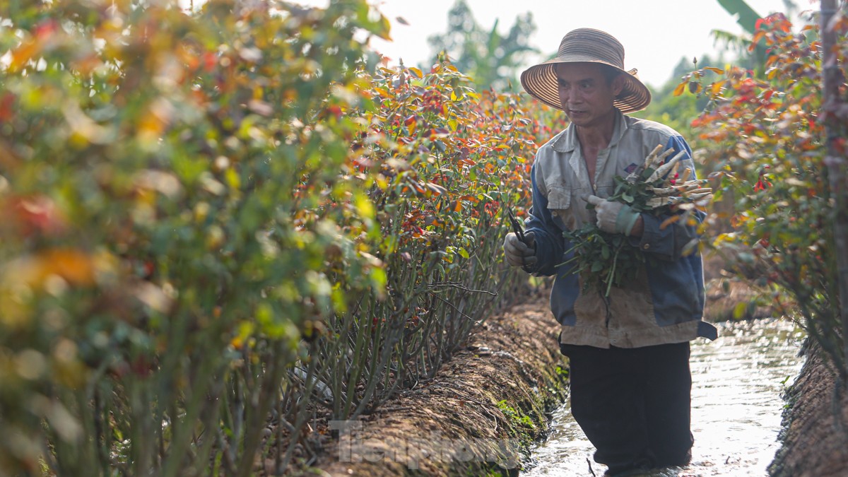 Nông dân làng hoa Mê Linh mất mùa 20/10, 'mót' từng bông hồng để bán- Ảnh 7.