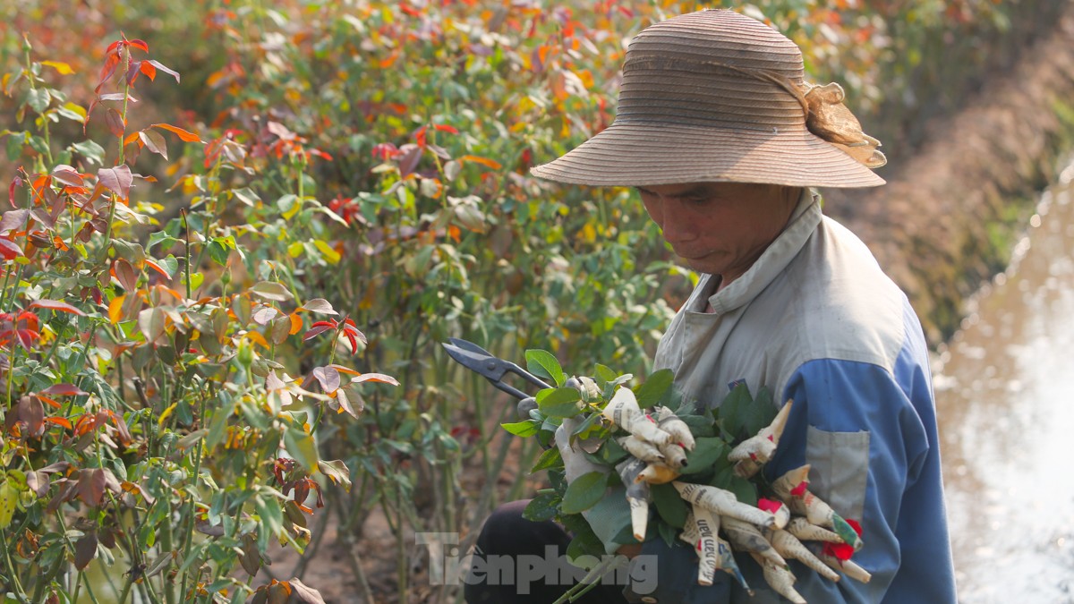 Nông dân làng hoa Mê Linh mất mùa 20/10, 'mót' từng bông hồng để bán- Ảnh 8.