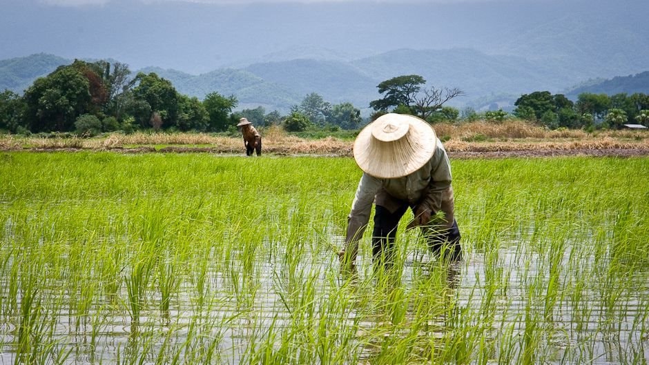 Trong 9 tháng, Việt - Thái xuất khẩu lượng gạo tương đương nhau, nhưng hai nước đều dè chừng một đối thủ- Ảnh 2.