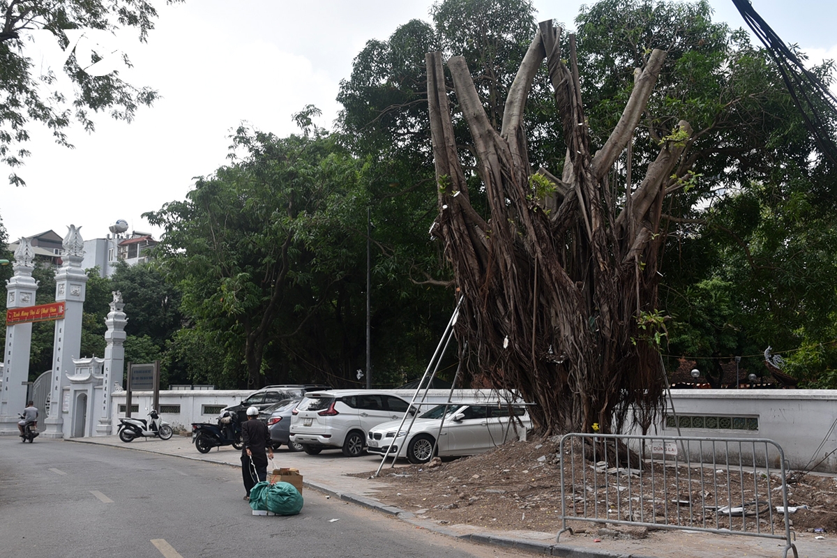 Hà Nội bắt đầu trồng cây xanh thay thế cây gãy đổ trên một số tuyến phố- Ảnh 10.