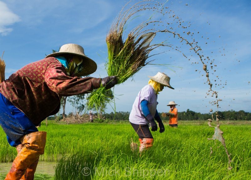 Trong 9 tháng, Việt - Thái xuất khẩu lượng gạo tương đương nhau, nhưng hai nước đều dè chừng một đối thủ- Ảnh 3.