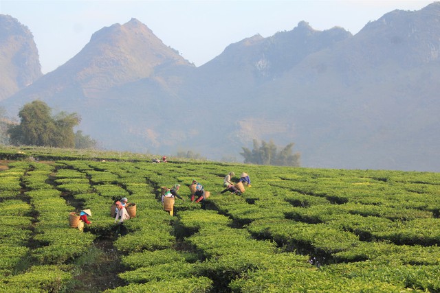 Việt Nam có "vàng xanh trên cây" giúp phòng chống ung thư, tiểu đường, Trung Quốc mạnh tay gom hàng- Ảnh 2.