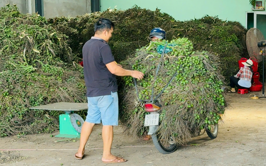 Giá cau ở miền Trung chững lại do thương lái Trung Quốc dè chừng- Ảnh 3.