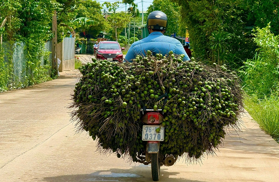 Giá cau ở miền Trung chững lại do thương lái Trung Quốc dè chừng- Ảnh 4.