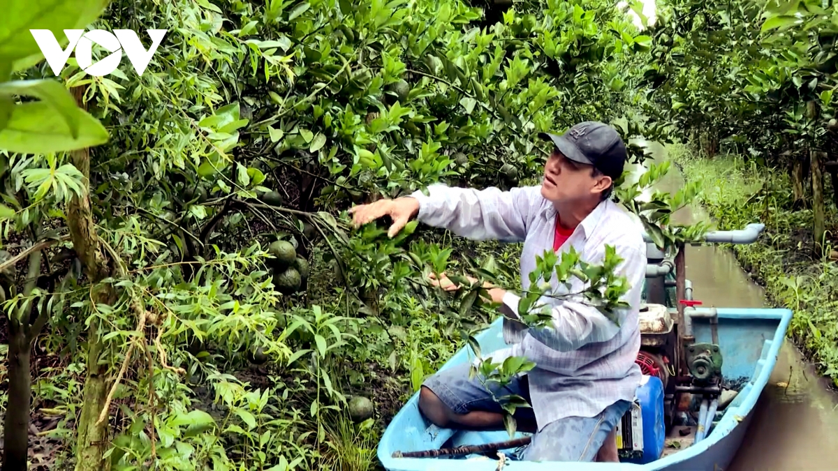 Hàng ngàn hộ trồng cam sành ở Trà Vinh lao đao vì giá lao dốc- Ảnh 1.