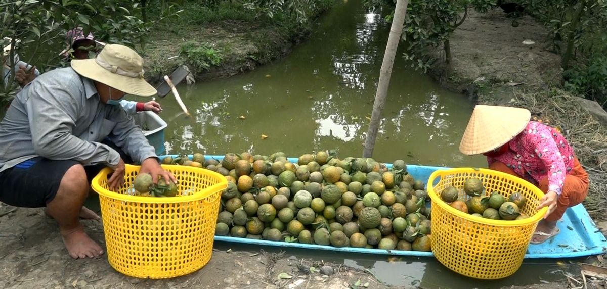 Hàng ngàn hộ trồng cam sành ở Trà Vinh lao đao vì giá lao dốc- Ảnh 3.