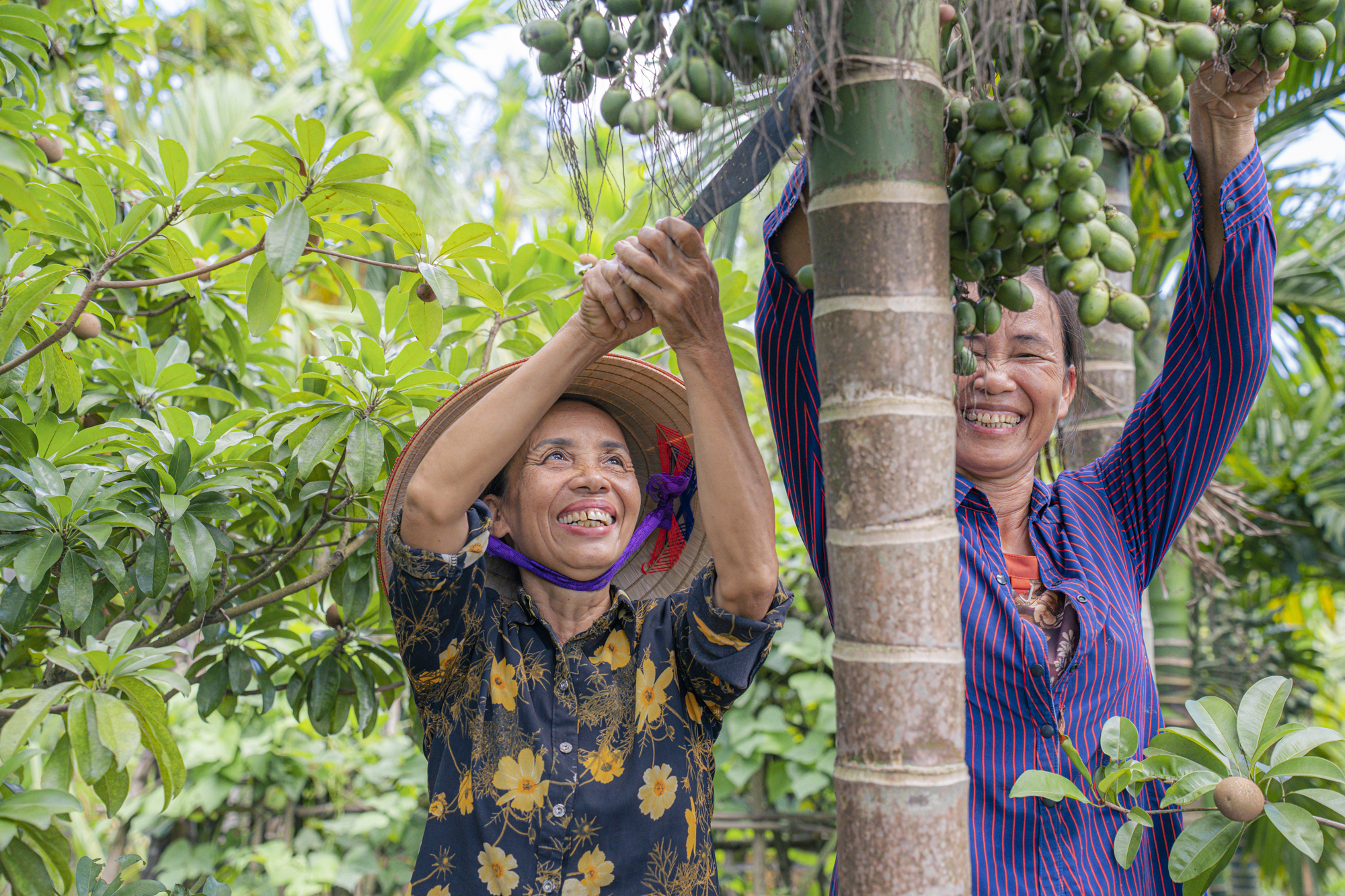 Mặc việc thương lái dừng mua, giá cau Nam Định vẫn cao ngất ngưởng, chưa hái đã có người đặt trước, vừa hái là có người lấy luôn- Ảnh 7.