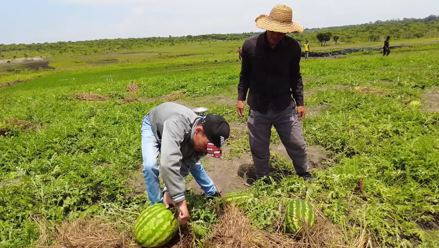 Ruộng dưa hấu ở Angola đến ngày thu hoạch, ông chủ người Việt hái làm quà tặng, phát hiện điều bất ngờ- Ảnh 1.