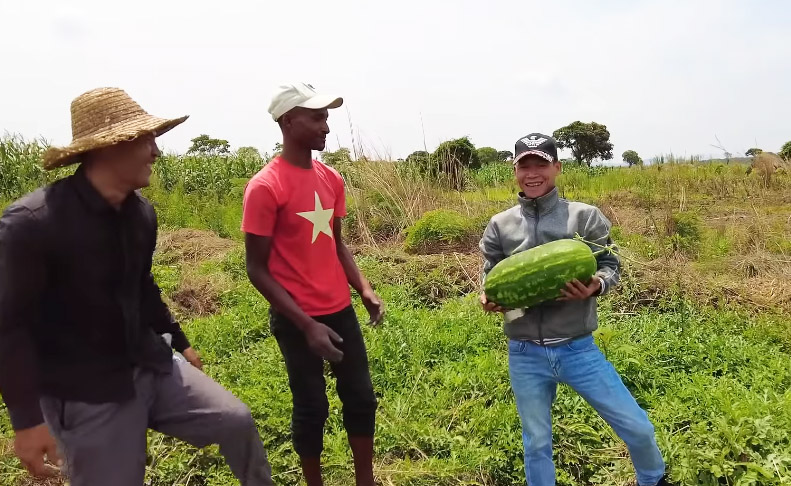 Ruộng dưa hấu ở Angola đến ngày thu hoạch, ông chủ người Việt hái làm quà tặng, phát hiện điều bất ngờ- Ảnh 3.