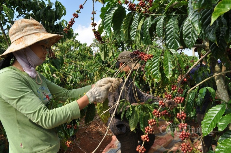 Xuất khẩu cà phê: Kỷ lục nối tiếp kỷ lục- Ảnh 1.