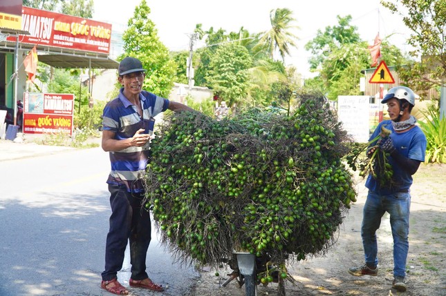 Thương lái Trung Quốc 'quay xe', giá cau ở Quảng Ngãi lao dốc- Ảnh 1.