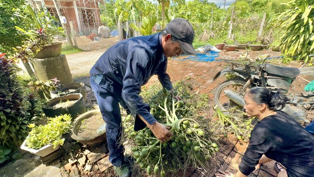 Thương lái Trung Quốc 'quay xe', giá cau ở Quảng Ngãi lao dốc- Ảnh 2.