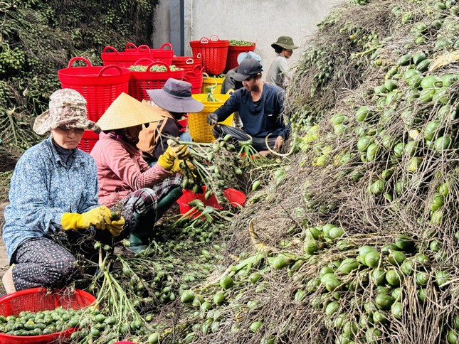 Thương lái Trung Quốc 'quay xe', giá cau ở Quảng Ngãi lao dốc- Ảnh 3.