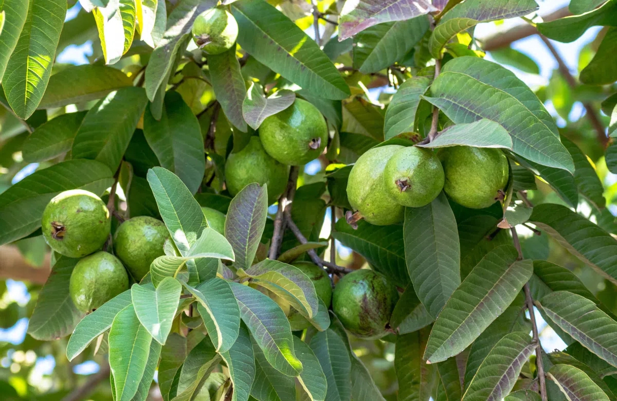 Đừng chỉ ăn quả, lá loại cây này quý như “nhân sâm của người nghèo” trị bách bệnh, nhiều người không biết thường bỏ phí- Ảnh 1.