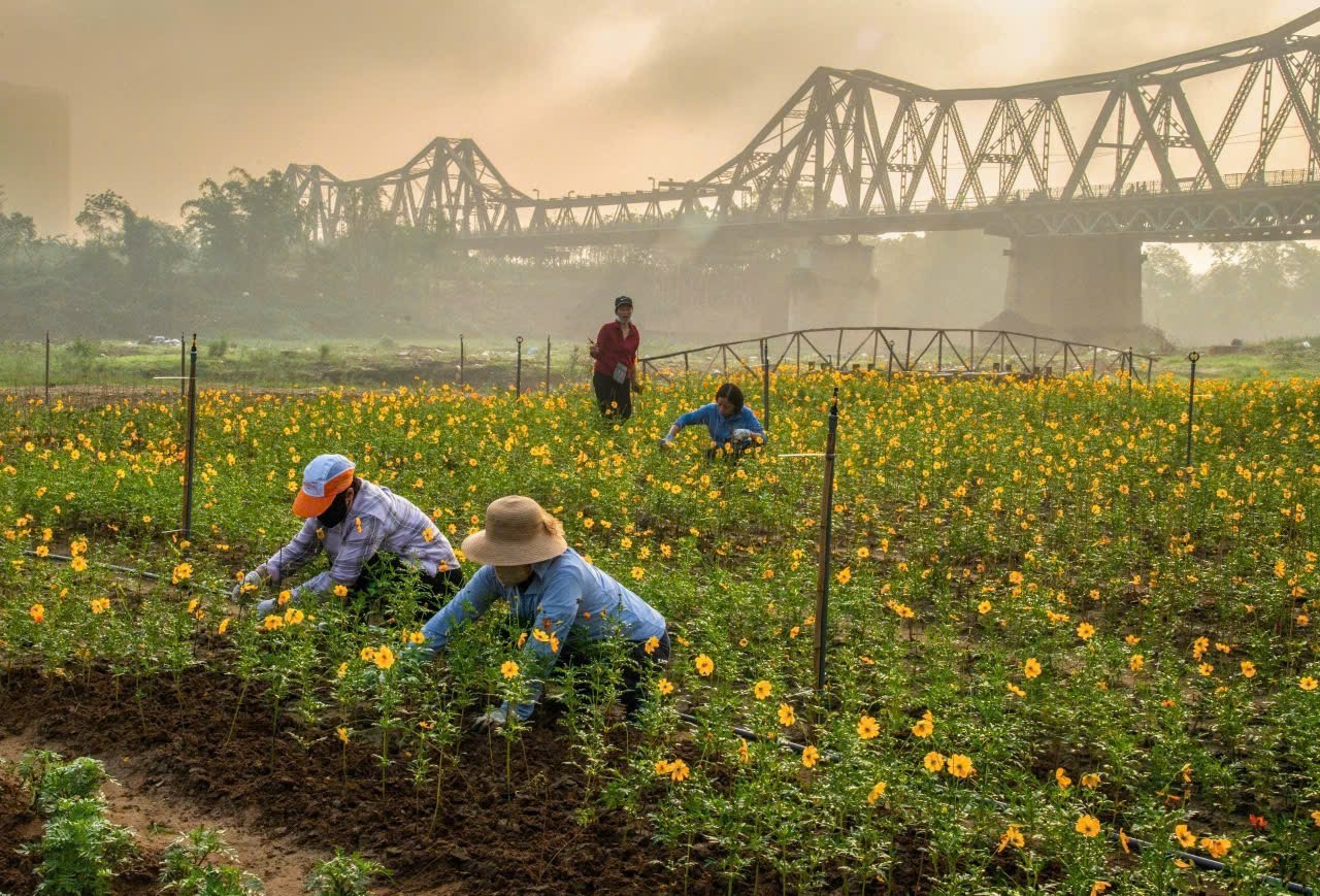 Lạc giữa cánh đồng hoa cúc vàng tuyệt đẹp dưới chân cầu Long Biên- Ảnh 10.