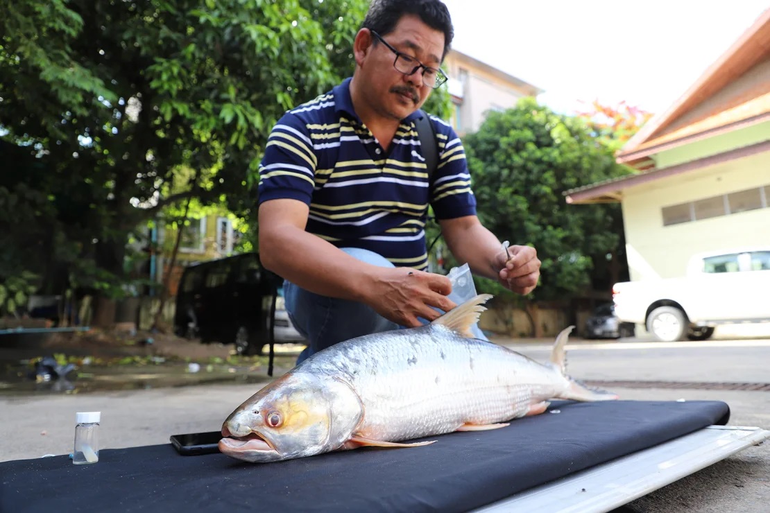 "Cá ma" khổng lồ bất ngờ tái xuất trên sông Mekong sau 20 năm- Ảnh 2.