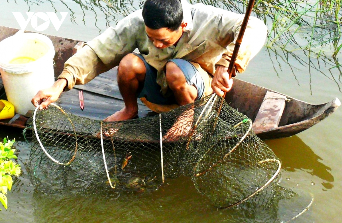 Cua Cà Mau tại sao ngon, ai cũng muốn thưởng thức?- Ảnh 4.