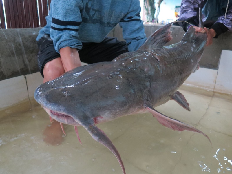 Loại "thủy quái" là cống phẩm tiến vua ở 2 con sông Việt Nam: Nặng tới 100kg, có tiền chưa chắc mua được- Ảnh 4.